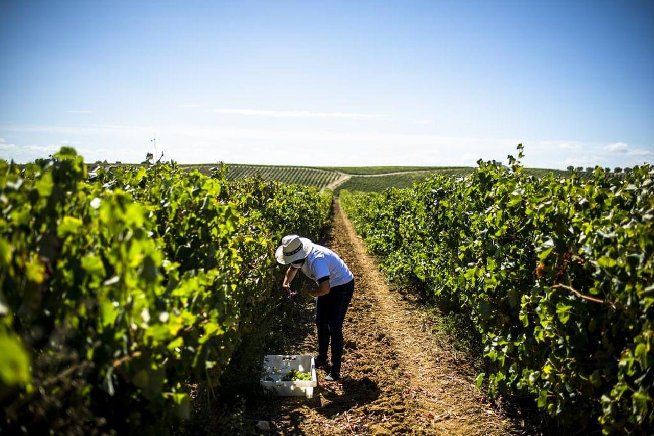 Vinhos Tejo